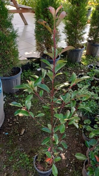 Alev Ağacı Photinia Fraseri Red Robin 120-150 cm