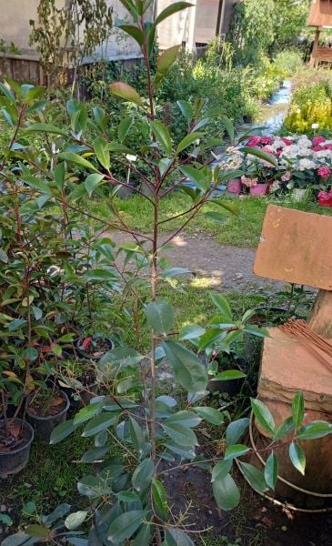 Alev Ağacı Photinia Fraseri Red Robin 120-150 cm