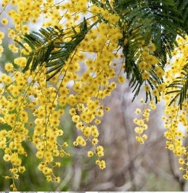 Mimoza Fidanı 170-200 cm