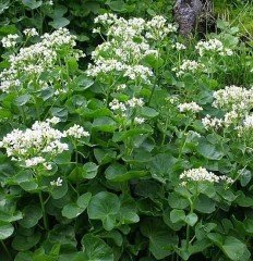 Pachyphragma Macrophyllum-Beyaz Dağ Gelinciği