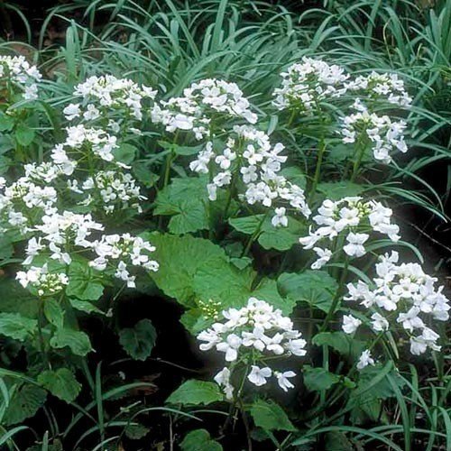 Pachyphragma Macrophyllum-Beyaz Dağ Gelinciği