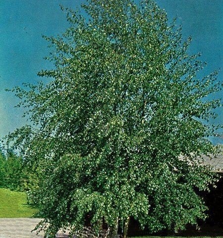 Huş Ağacı (Betula Verrucosa) Gövde Çevresi 20-24 cm- Boy 250 cm