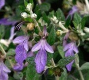 Zeytin Çalısı Teucrium Frutisens 60-70 cm