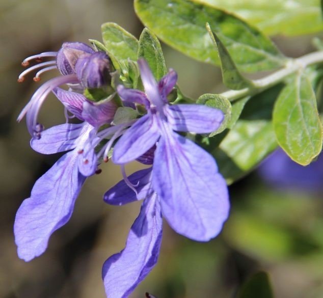 Zeytin Çalısı Teucrium Frutisens 60-70 cm