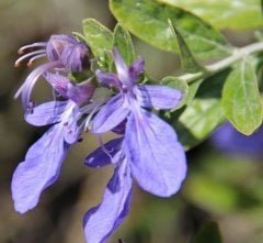 Zeytin Çalısı Teucrium Frutisens 60-70 cm
