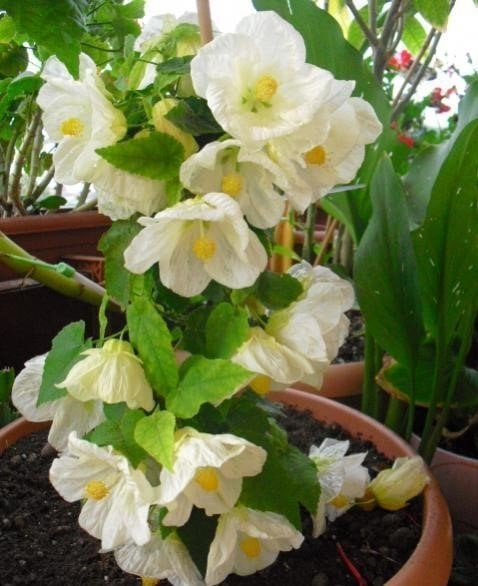 Ağaç Küpesi-Abutilon (Beyaz) Fidanı 0-10 cm
