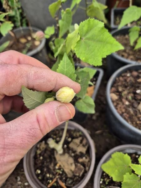 Ağaç Küpesi-Abutilon (Beyaz) Fidanı 15-20 cm