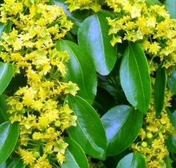 Kara Çalı Bitkisi Bol Çiçekli 10 Yaş-220 cm-Anaç Fidan-Açık Kök veya Rootball