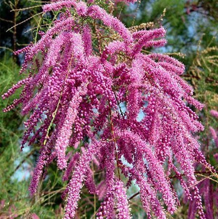 Tamarix Gallica Pembe Çiçekli Ilgın Ağacı 50-70 cm