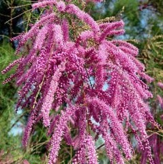 Tamarix Gallica Pembe Çiçekli Ilgın Ağacı 20-40 cm