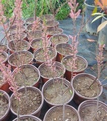 Tamarix Gallica Pembe Çiçekli Ilgın Ağacı 50-70 cm