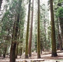 12 yaş Dev Sekoya Ağacı Fidanı 170-200 cm