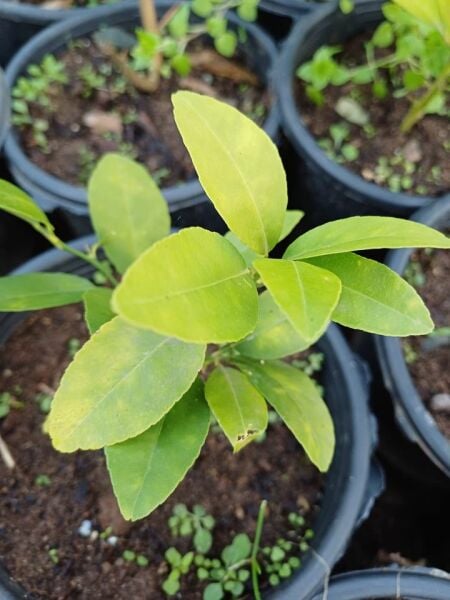 Lime (Meksika Misket Limonu) Bodur 20-25 cm