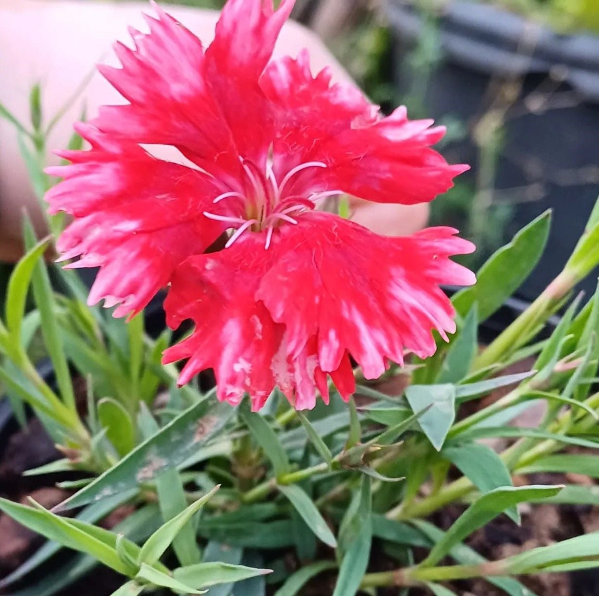 Karanfil Çiçeği Fidesi Saksıda-Bol Çiçekli