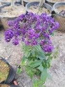 Yalancı Vanilya-Vanilya Çiçeği