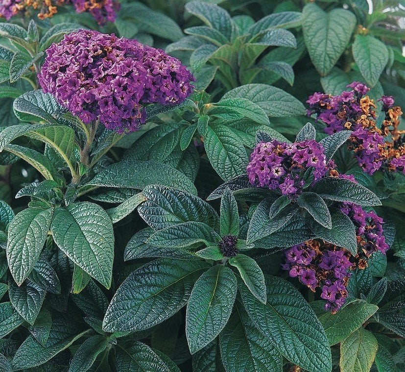 Yalancı Vanilya-Vanilya Çiçeği