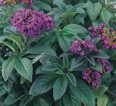 Yalancı Vanilya-Vanilya Çiçeği