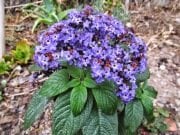 Yalancı Vanilya-Vanilya Çiçeği