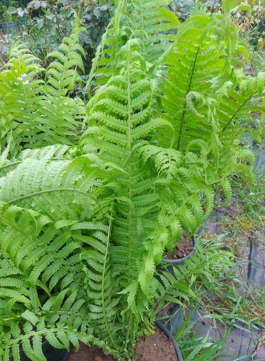 Nephrolepis Biserrata Bahçe Eğreltisi 50-70 cm-Saksıda