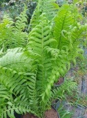 Nephrolepis Biserrata Bahçe Eğreltisi 50-70 cm-Saksıda