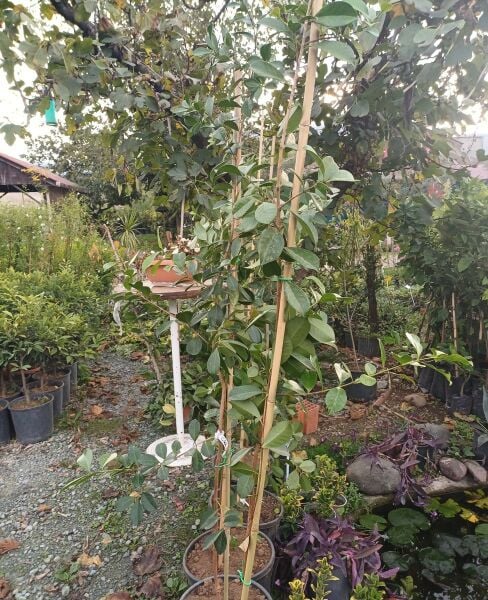 Guava ( Kırmızı Çilek Guavası ) 5-7 Yaş