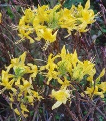 Keskin Parfüm Kokulu Sarı Orman Gülü 100-150 cm-Anaç Fidan