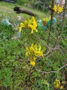 Keskin Parfüm Kokulu Sarı Orman Gülü 100-150 cm-Anaç Fidan