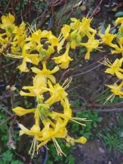 Keskin Parfüm Kokulu Sarı Orman Gülü 100-150 cm-Anaç Fidan