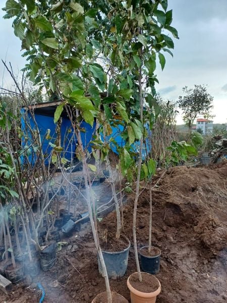 Manolya Mor Çiçekli (Magnolia Soulangeana) 10 Yaş-230 cm