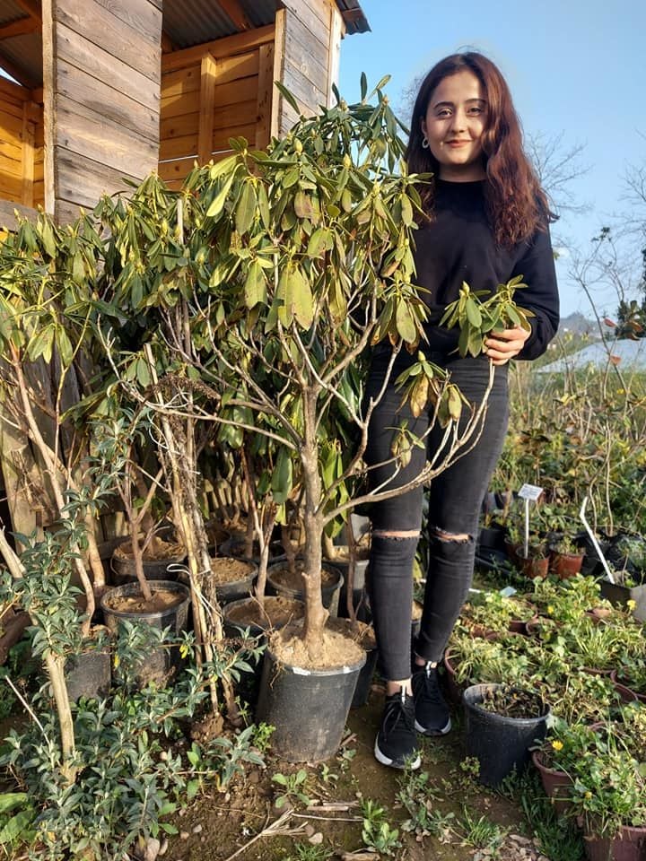 Orman Gülü ( Mor Çiçekli) 130-150 cm-Saksılı-Rootball