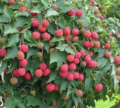 Samanyolu Kızılcık Ağacı Fidanı 20-30 cm