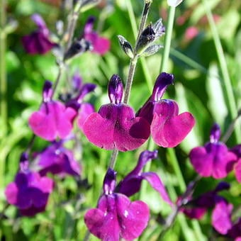 Nachtvlinder Salvia x jamensis Fidesi Perenyal Süs Adaçayı