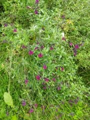 Nachtvlinder Salvia x jamensis Fidesi Perenyal Süs Adaçayı