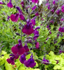 Nachtvlinder Salvia x jamensis Fidesi Perenyal Süs Adaçayı