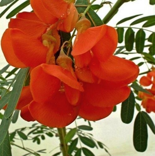Sesbania Punicea Fidanı 130 cm