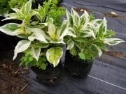 Hydrangea Macrophylla Variegata Alacalı Yapraklı Ortanca Fidanı