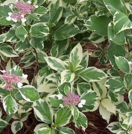 Hydrangea Macrophylla Variegata Alacalı Yapraklı Ortanca Fidanı