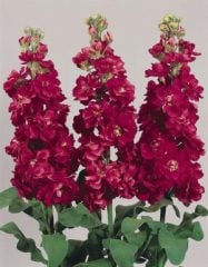 Matthiola İncana Şebboy Çiçeği-Kokulu-Saksıda