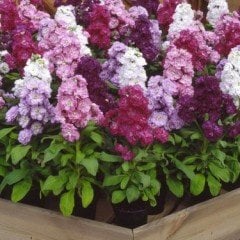 Matthiola İncana Şebboy Çiçeği-Kokulu-Saksıda