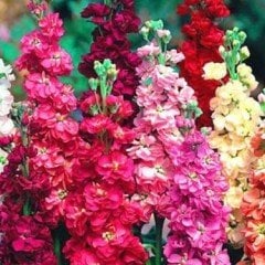 Matthiola İncana Şebboy Çiçeği-Kokulu-Saksıda