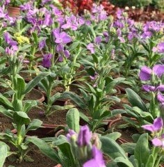 Matthiola İncana Şebboy Çiçeği-Kokulu-Saksıda