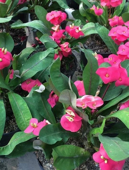 Dikenler Tacı (Euphorbia Milii)