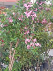 Vangelya Çiçeği Gelin Tacı Weigela Caprifoliaceae 250-300 cm