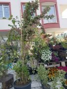 Vangelya Çiçeği Gelin Tacı Weigela Caprifoliaceae 250-300 cm