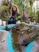 Pembe Çiçekli Nilüfer (Nymphaea Hollandia)