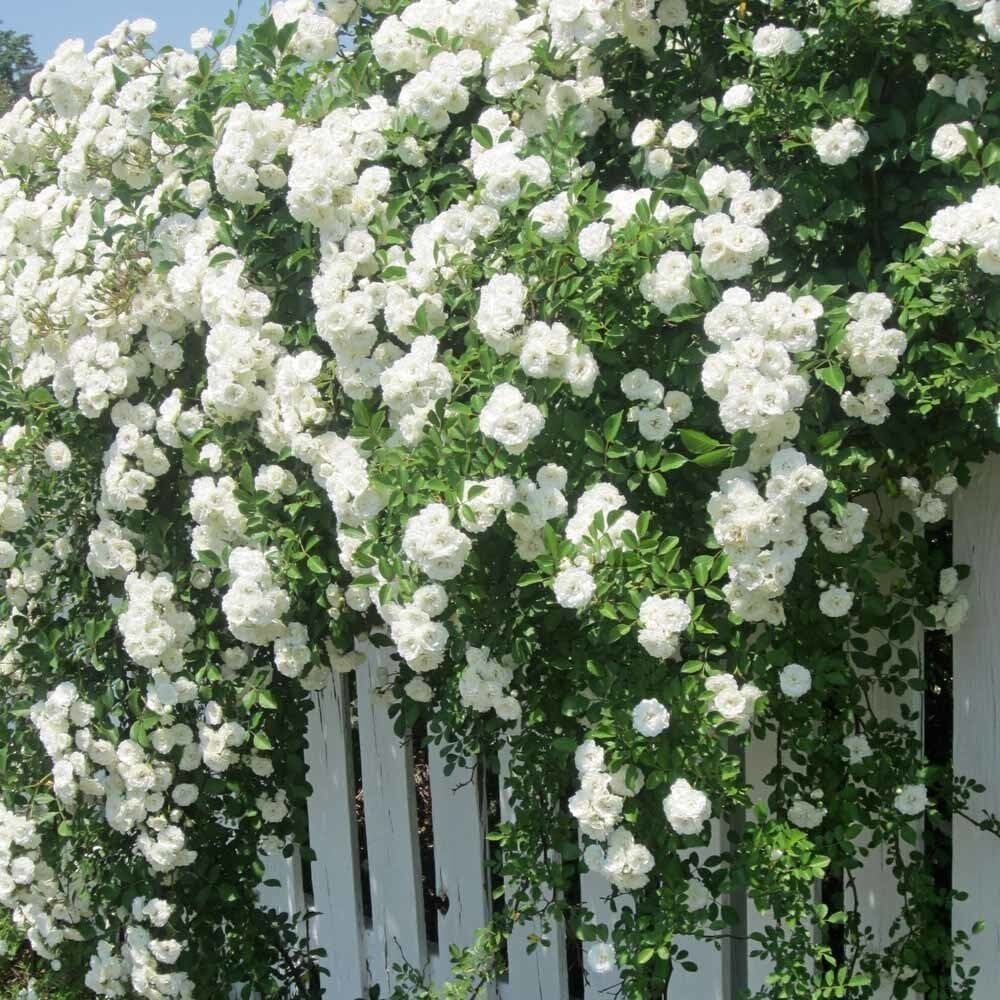 Rosa Banksiae Alba Beyaz Dikensiz Ponpon Gül Fidanı 200 cm