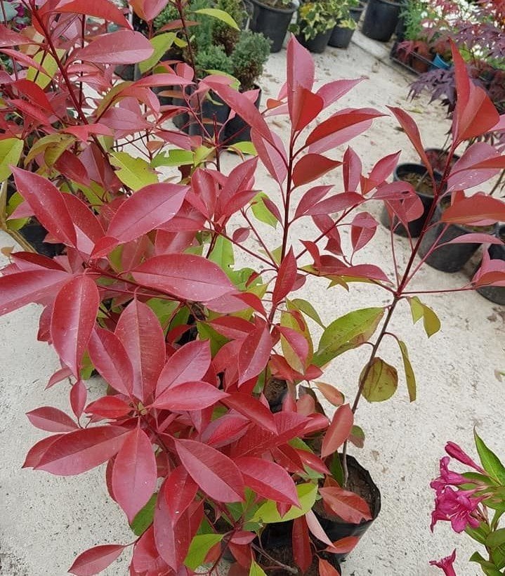Alev Ağacı Photinia Fraseri Red Robin