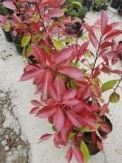 Alev Ağacı Photinia Fraseri Red Robin