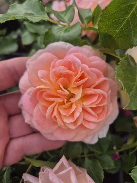 Rosa Tropical Queen
