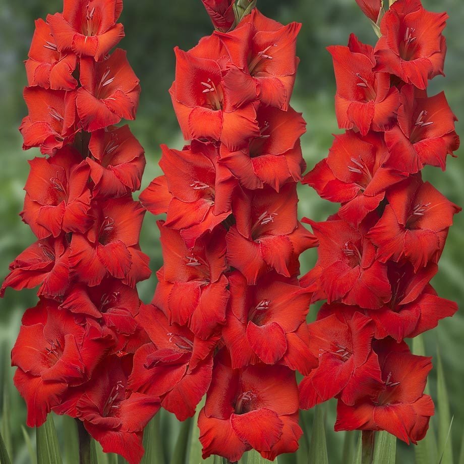 Bonfire Glayöl Bitkisi ithal Gladiolus Saksılı Canlı Bitki
